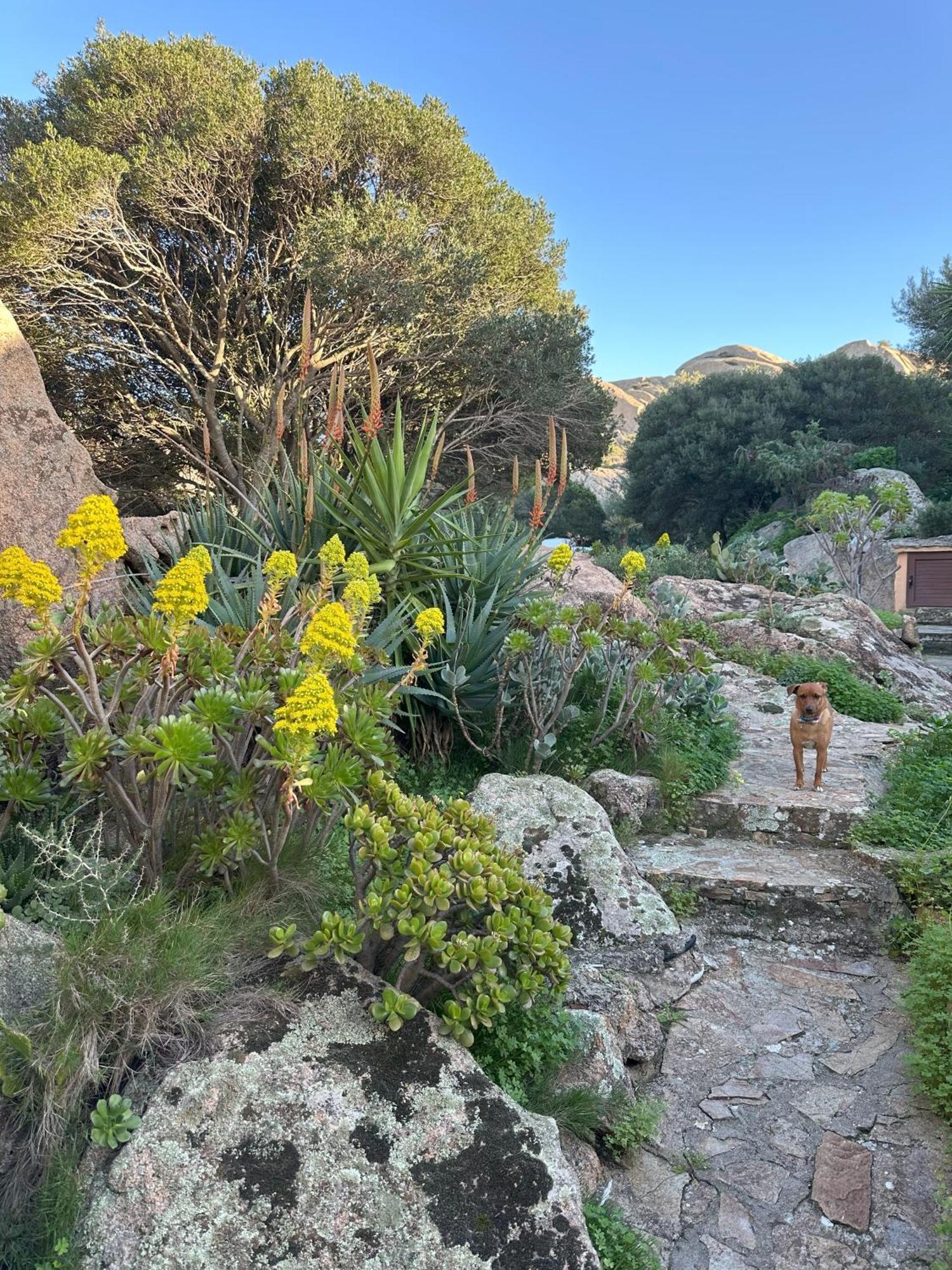 L'Olivastro Appartamenti A Porto Cervo Bagian luar foto